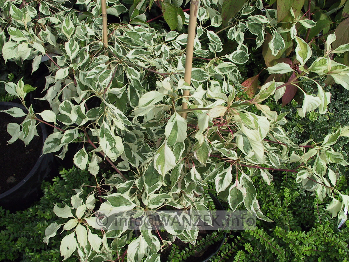 Cornus controversa Variegata - Blattwerk.jpg